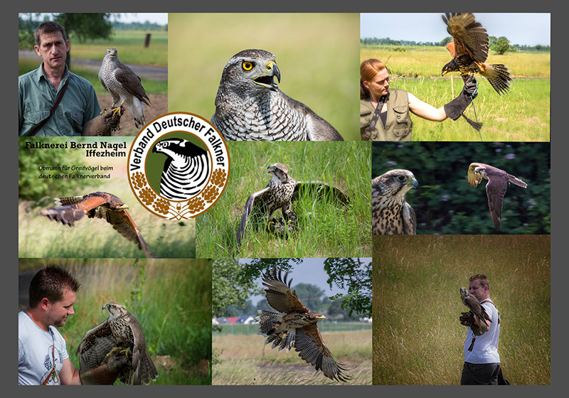 %_tempFileNameGER%20-%20Falconry%20in%20Iffezheim%