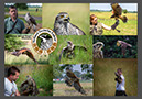 %_tempFileNameGER%20-%20Falconry%20in%20Iffezheim%